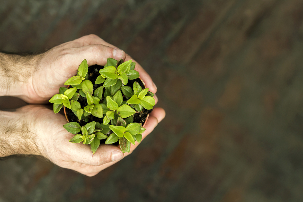 Biodegradable ingredients